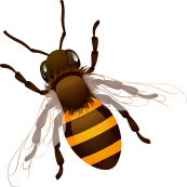 about-3-1-bee